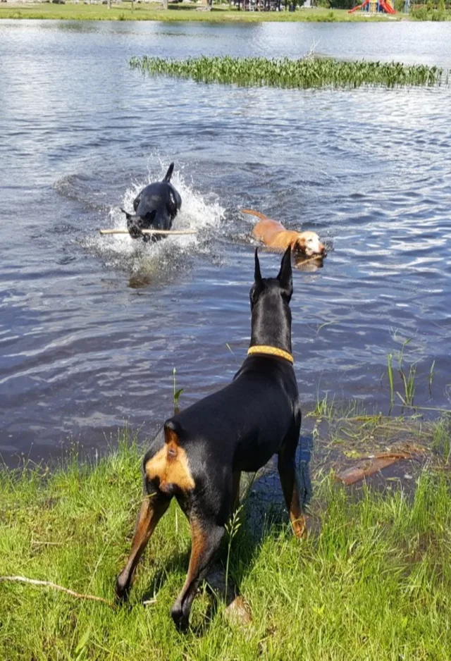 dogs in lake